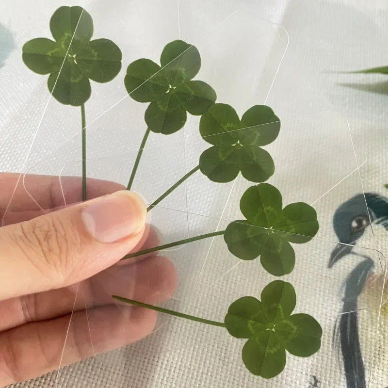 15Pcs Lucky Simulation Four-Leaf Clover Postcards Shamrock Stems Transparent Wishing Cards Ideal for Bookmarks & Decorations