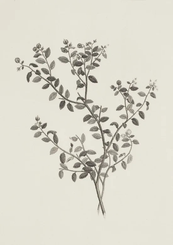 Wildflower Prints Neutral Floral Gallery Wall Decor Antique Summer Landscape Poster Garden Countryside Aesthetic Wall Decoration