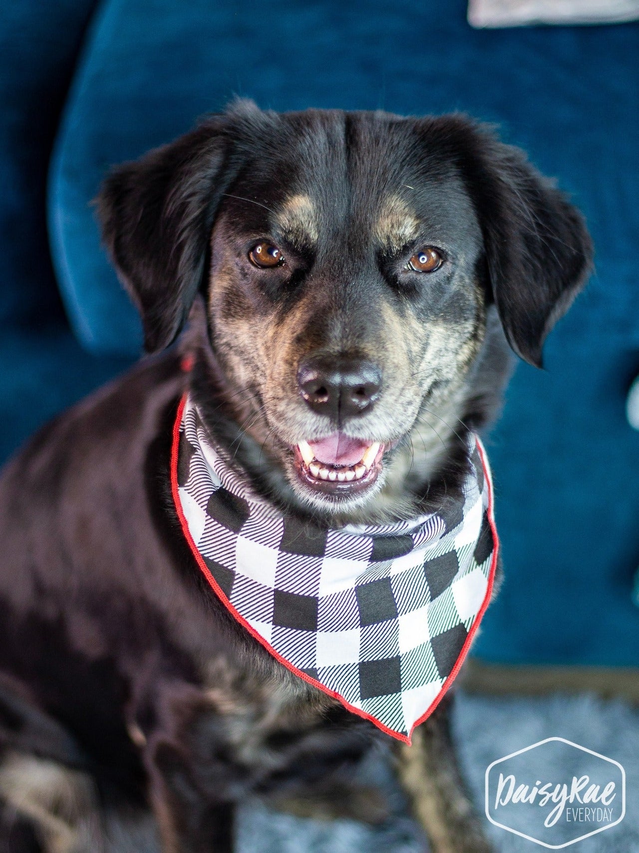 Gingham Me to Sleep Pet Bandana, Black