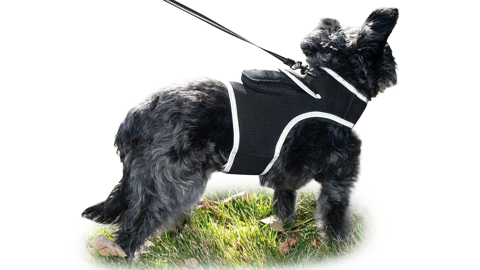 Keep Pet Safe with Pet Tracker GPS Dog Collar Tracking Device + Phone App Size:M