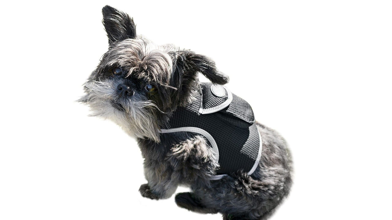 Easy Setup Waterproof Mini GPS Realtime Pet GSM GPRS Tracking Device Size:L