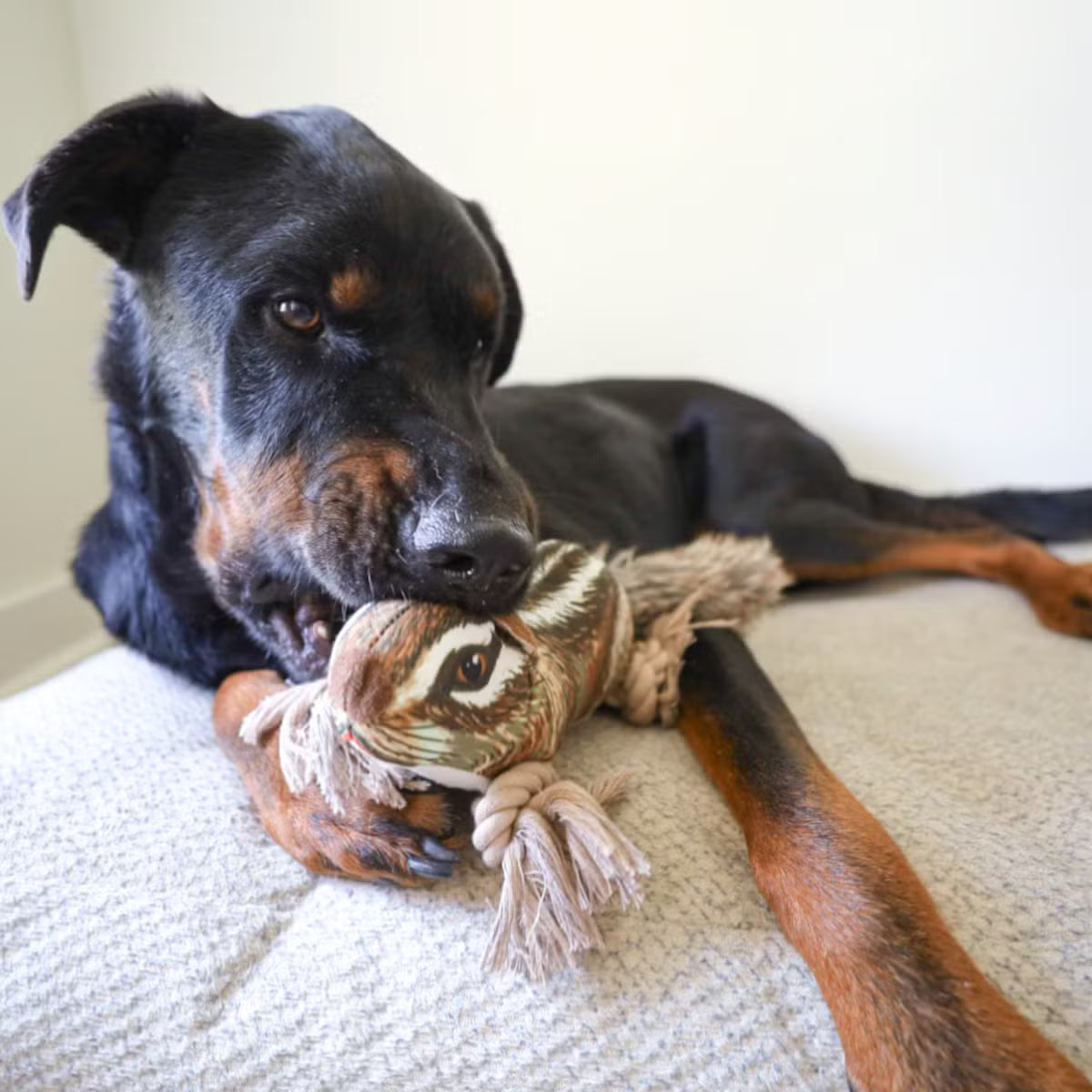 Steel Dog - Roper Prairie Chipmunk