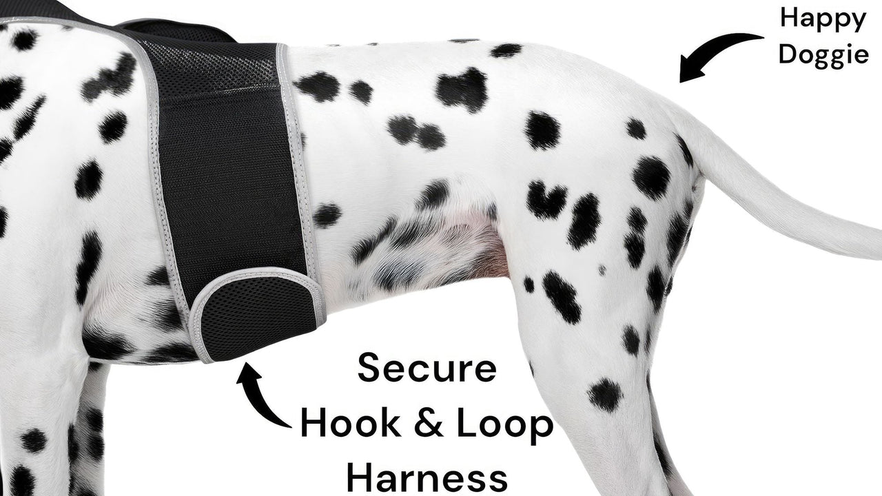 Collar Rechargeable Portable GPS Tracking Devices for Pets GSM Locator Size:S