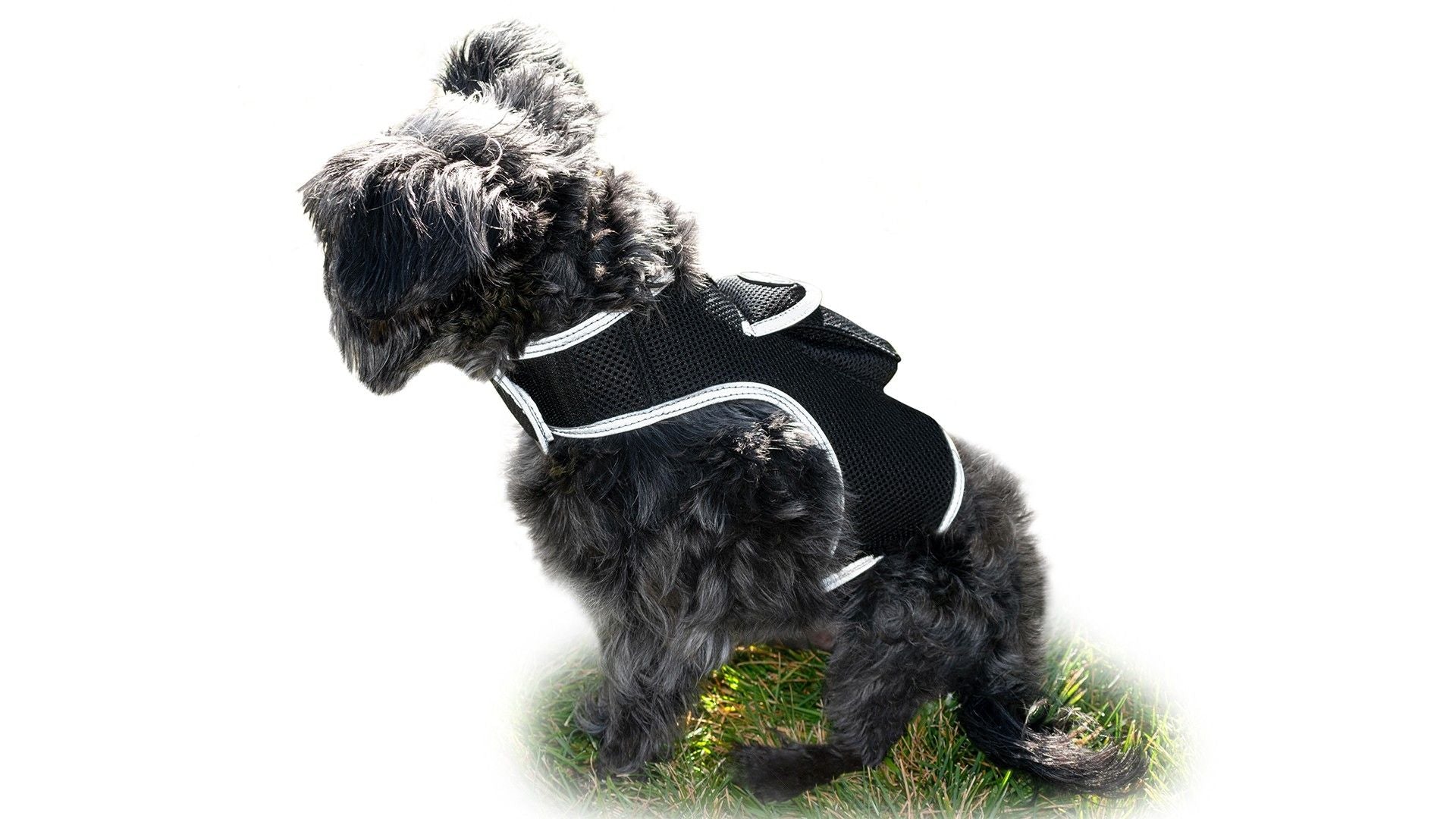 Keep Pet Safe with Pet Tracker GPS Dog Collar Tracking Device + Phone App Size:M
