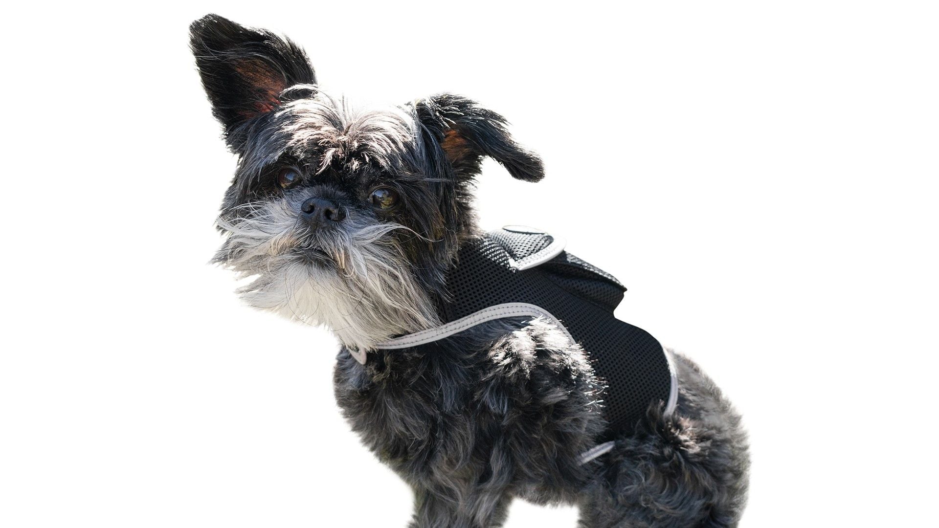 Waterproof GPS Tracker Dog Cat Rechargeable Locator with Battery Alert Size:L